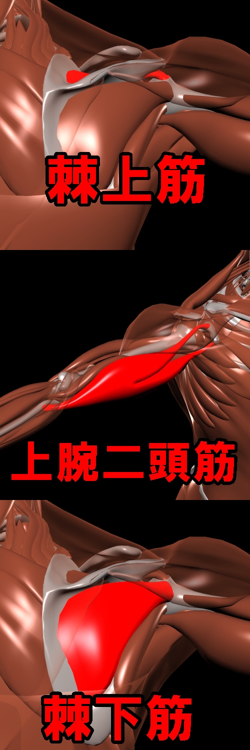 野球肩　棘上筋　上腕二頭筋　棘下筋