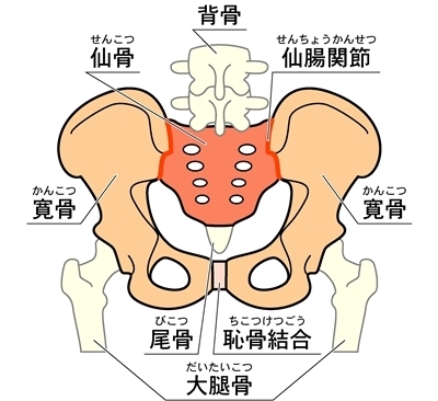 背骨　仙骨　仙腸関節　寛骨　尾骨　恥骨結合　大腿骨