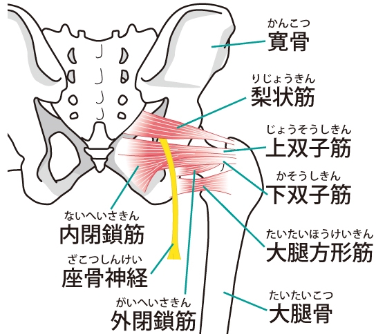 坐骨神経　梨状筋　上双子筋　下双子筋　大腿方形筋