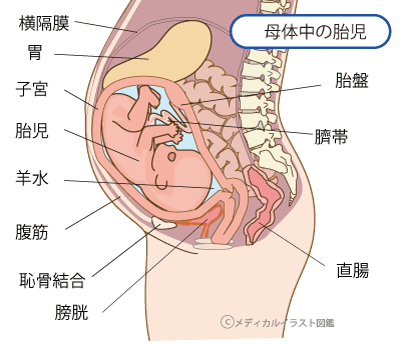 母体中の胎児　妊婦　マタニティ