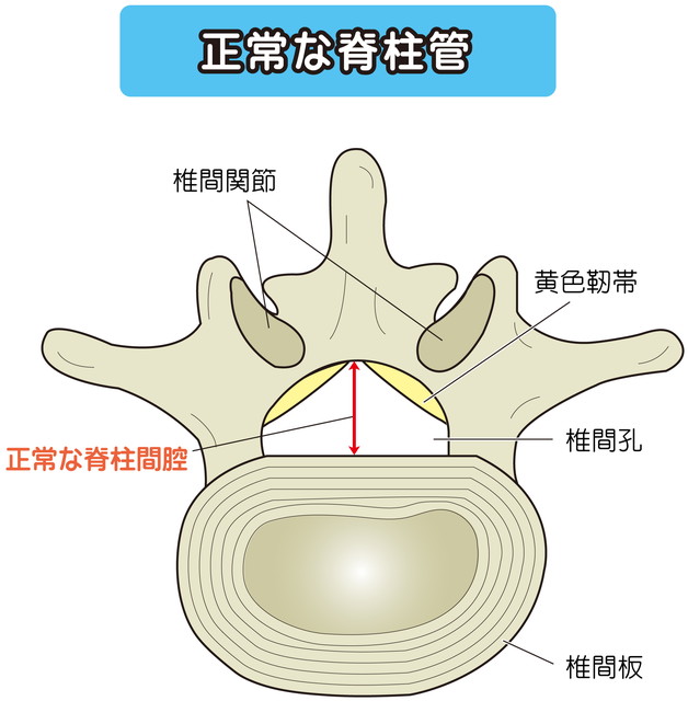 脊柱管