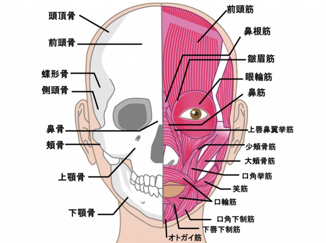 側頭骨　下顎骨　咬筋　