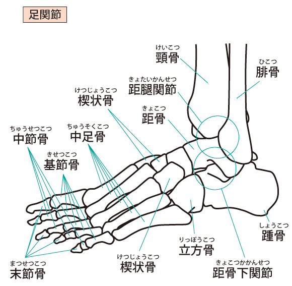 足関節捻挫　足根骨