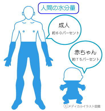 人間の水分量　成人　赤ちゃん