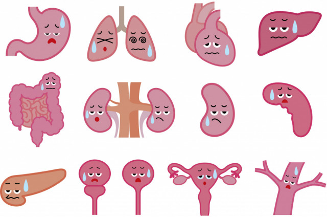 内臓　ホルモンバランス