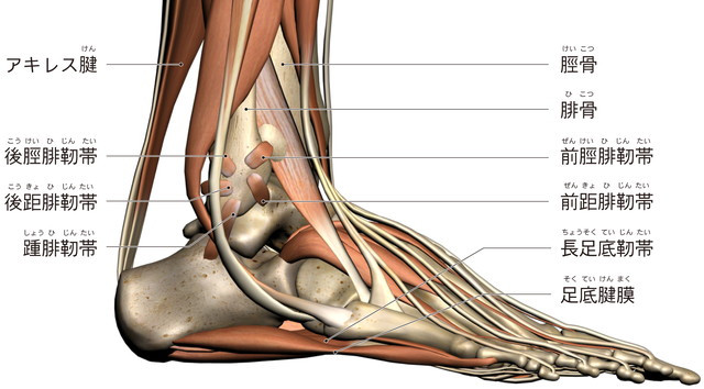 前距腓靭帯　踵腓靭帯　後距腓靭帯　アキレス腱