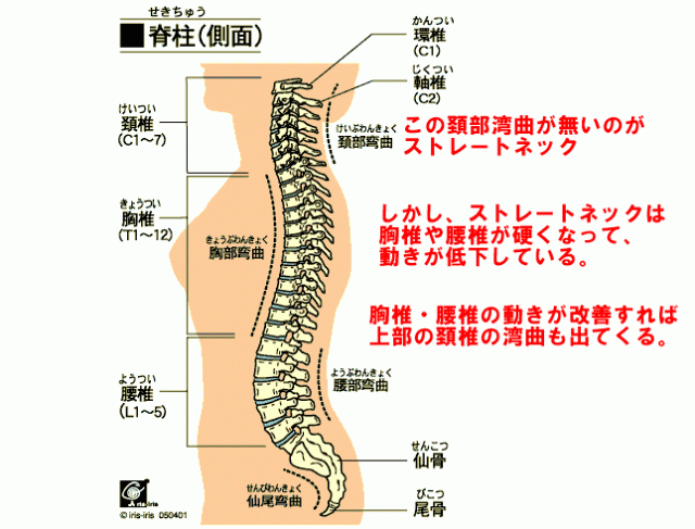 ストレートネック　頚椎　胸椎　腰椎　頚部湾曲　胸部湾曲　腰部湾曲