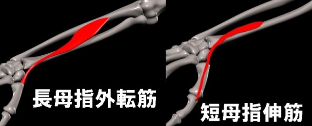 長母指外転筋　短母指伸筋