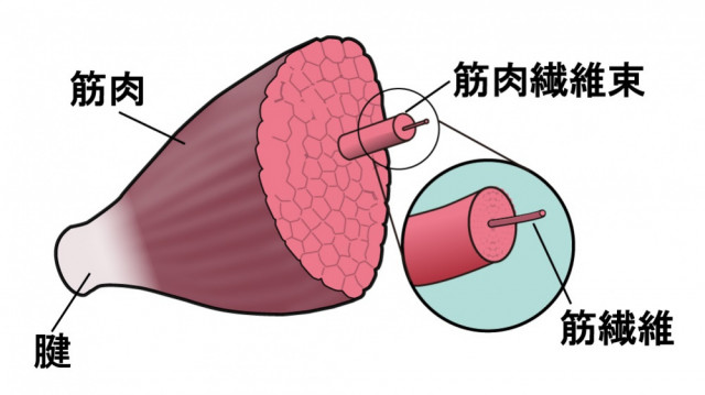 筋肉　筋繊維