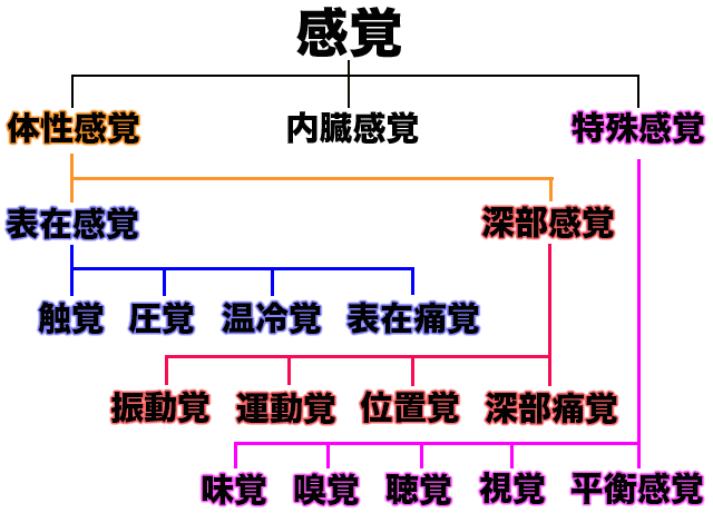 感覚情報　体性感覚　運動覚　位置覚　痛覚　触覚　圧覚