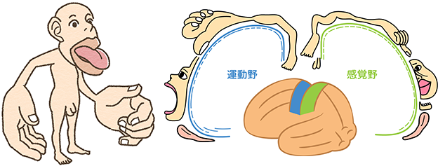 ペンフィールドのホムンクルス