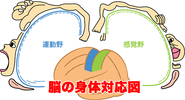 ペンフィールドのホムンクルス