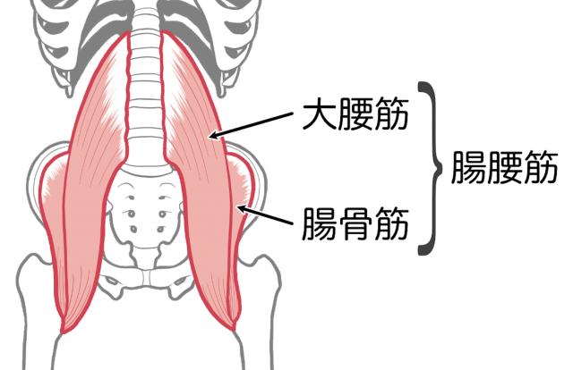 腸腰筋　大腰筋　腸骨筋