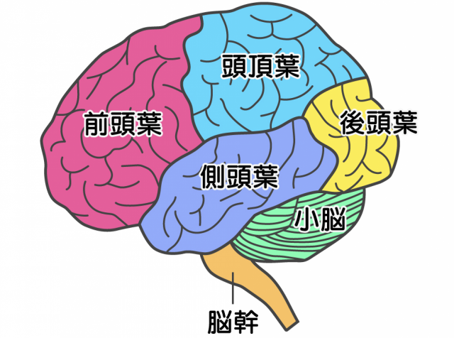 脳幹