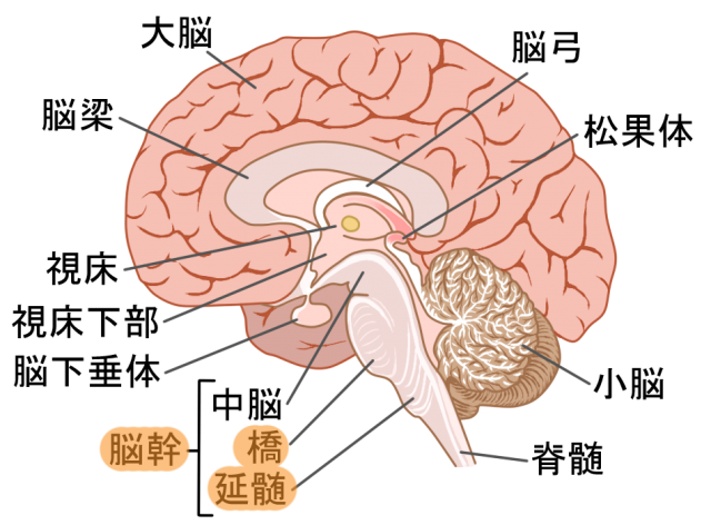 脳幹 橋 延髄 PMRF