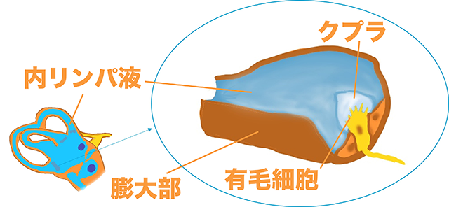 三半規管 クプラ 膨大部 有毛細胞