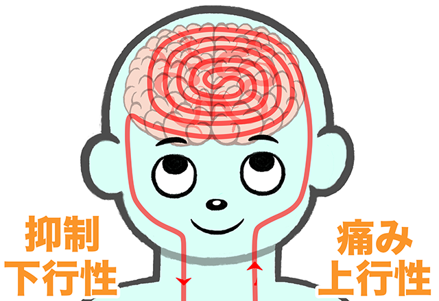 下行性疼痛抑制系