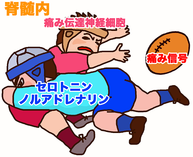 セロトニン　ノルアドレナリン　下行性疼痛抑制系