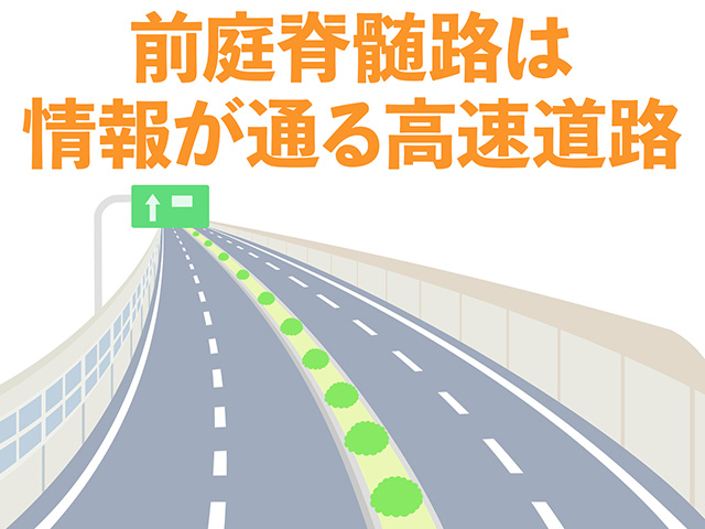 前庭脊髄路は情報が通る高速道路