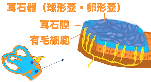 耳石器 球形嚢 卵形嚢 前庭規管