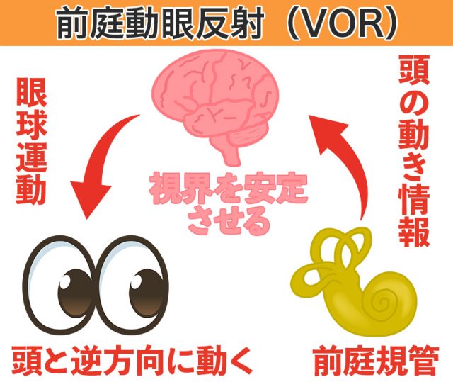 内耳 三半規管 前庭神経