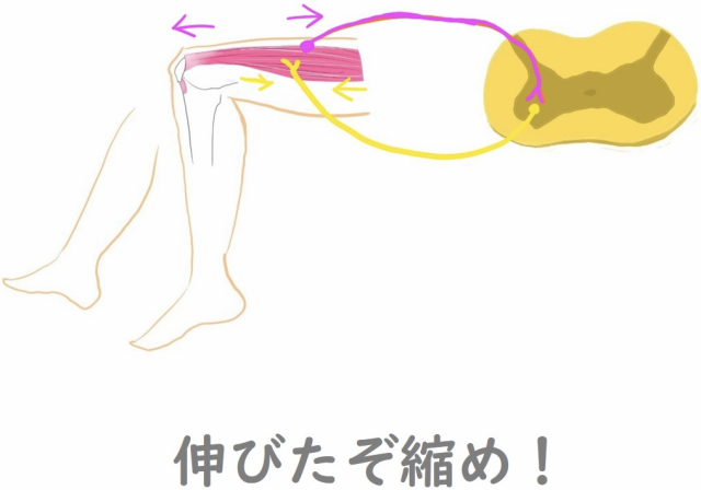 伸張反射