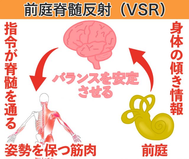 前庭脊髄反射 VSR