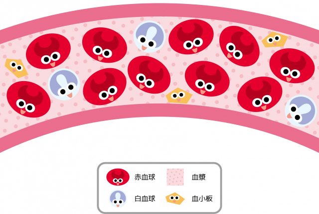 血液　赤血球