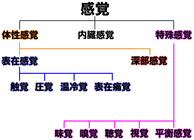 感覚　特殊感覚　表在感覚　深部感覚