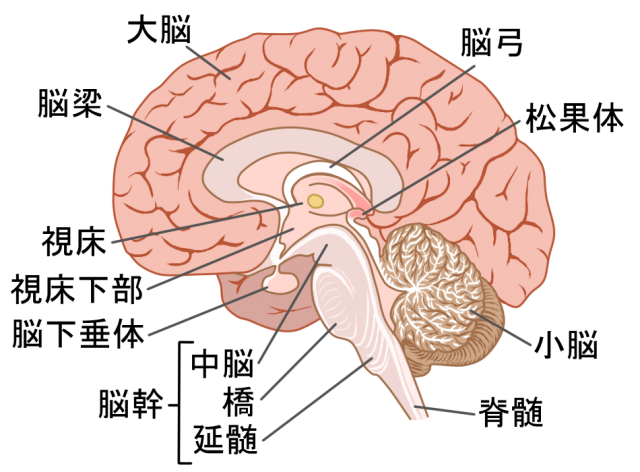 小脳　脳幹