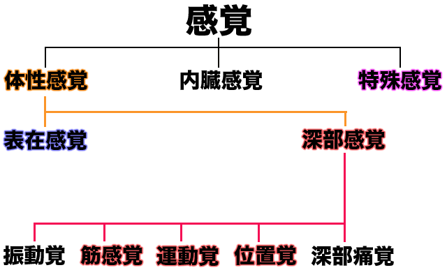 感覚　　深部感覚　表在感覚　特殊感覚　痛覚　振動覚　運動覚　位置覚