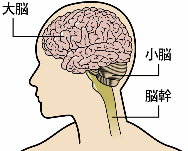 小脳