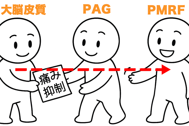 前頭前野　前帯状皮質　中脳　橋・延髄網様体