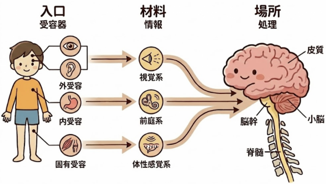 受容器　情報　部位