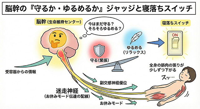 脳幹　迷走神経