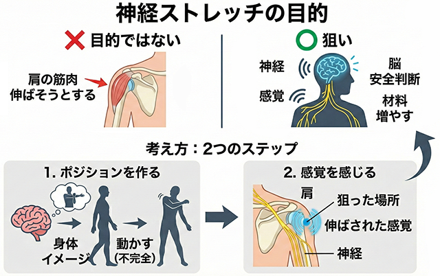 神経ストレッチ　目的