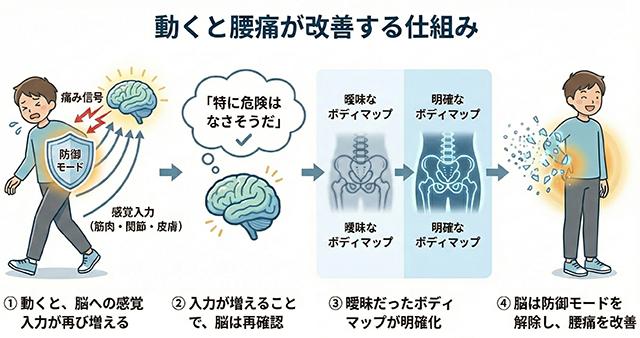 動くと腰痛が改善する理由