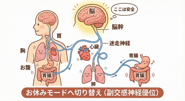 副交感神経優位　迷走神経