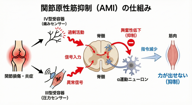 関節原性筋抑制