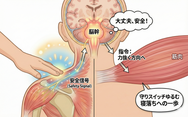 脳幹　安全信号