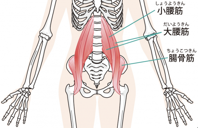 腸腰筋　大腰筋　腸骨筋　小腰筋