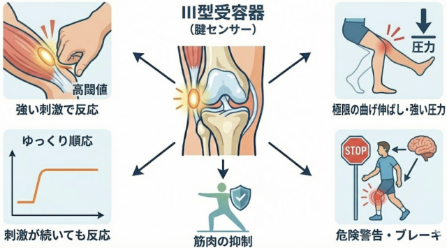 関節運動反射　受容器　センサー