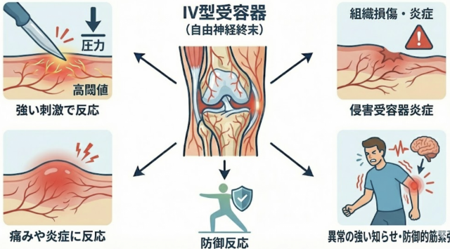 関節運動反射　受容器　センサー