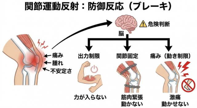 関節運動反射　防御反応　