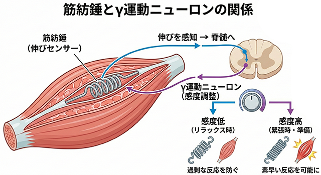 筋紡錘　γ運動ニューロン　神経学