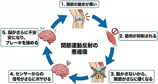 悪循環　関節運動反射