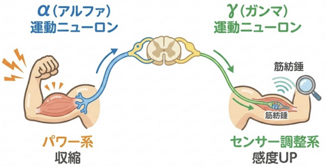 α運動ニューロン　γ運動ニューロン