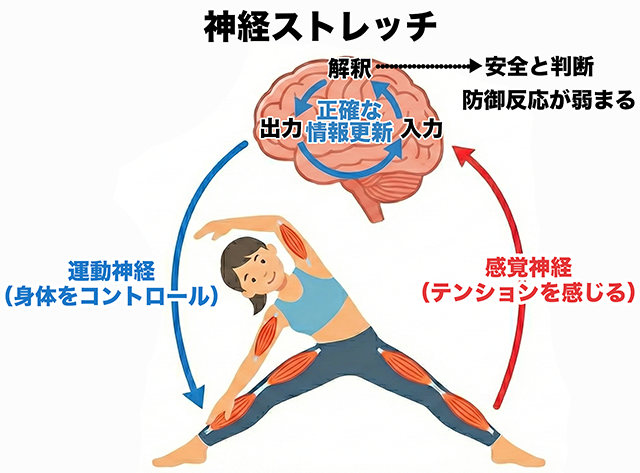 神経ストレッチ