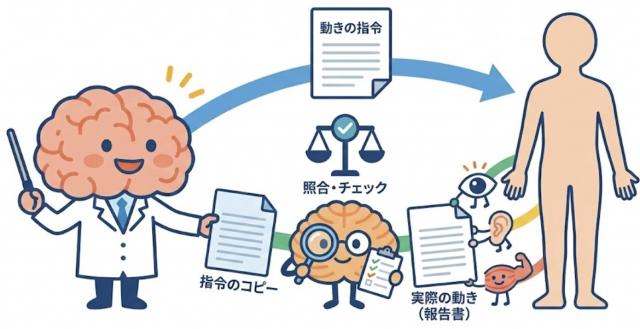 小脳　動きのチェック