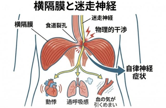 横隔膜　迷走神経